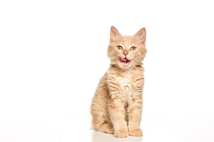cat-white-background cat on vegetarian