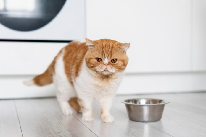 cute-cat-food-bowl cat