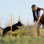 How K9 Dog Training In Reno Can Help Keep Your Pet Safe