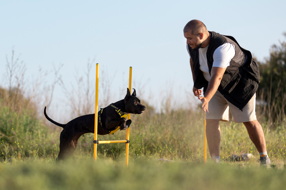 Best Pest Control Methods if You Own Pets