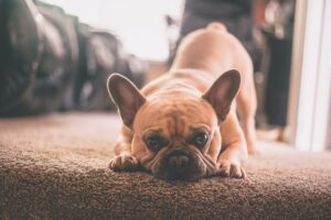 Why French Bulldogs Are The Best Pets