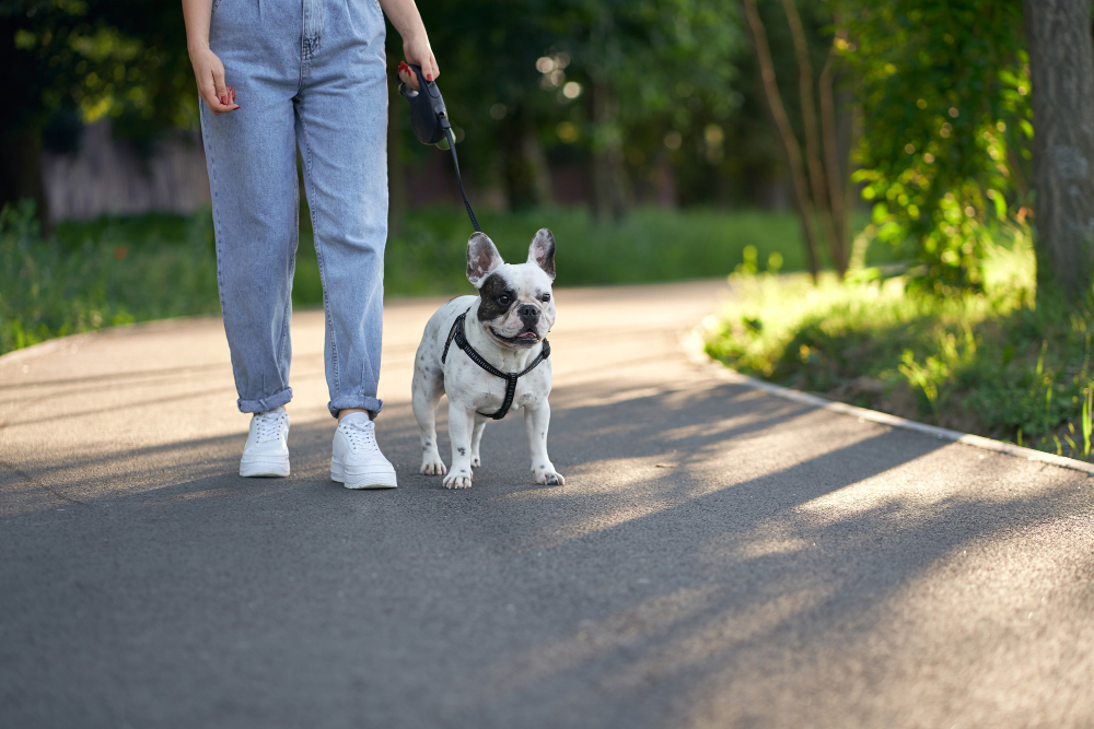 Can You Overwalk Your Dog?