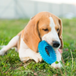 Natural Chew Toys for Dogs