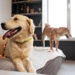 Why Orthopaedic Dog Beds are the Best Investment for Your Dogs?