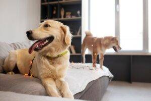 Why Orthopaedic Dog Beds are the Best Investment for Your Dogs?