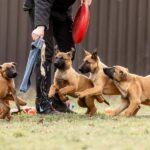 a group of dogs playing with a person