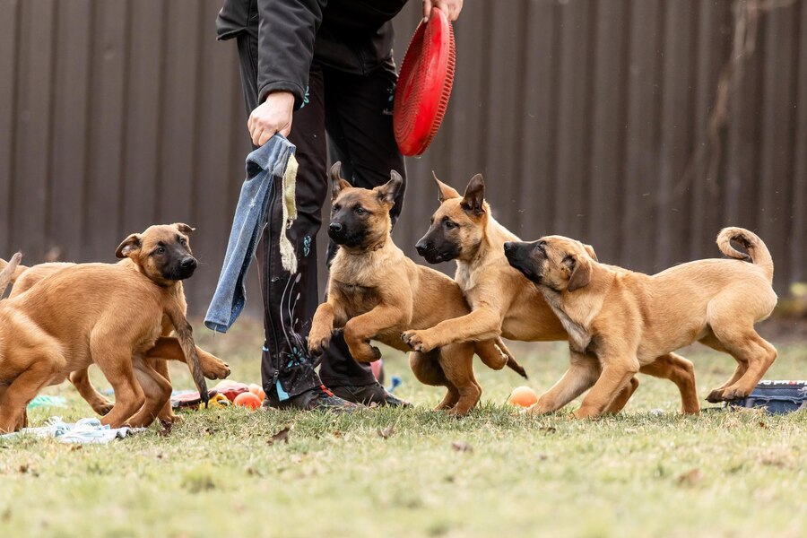 a group of dogs playing with a person