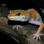 Crested Gecko Market