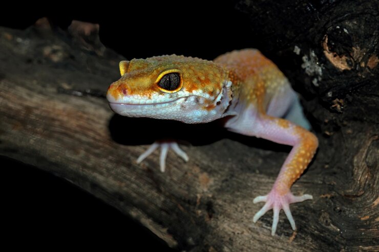 Crested Gecko Market