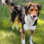 Pet Calls Out for Help when Owner Suffers Sudden Cardiac Arrest (SCA)