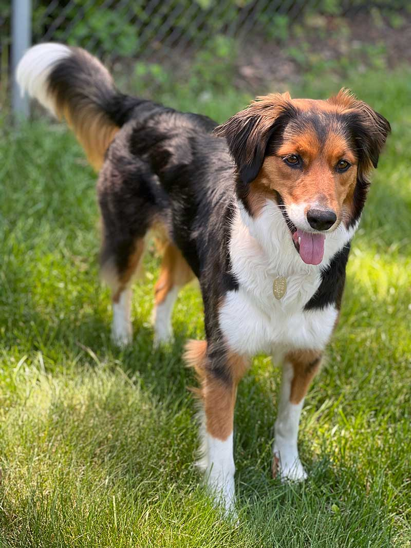 Pet Calls Out for Help when Owner Suffers Sudden Cardiac Arrest (SCA)